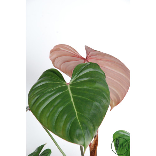Philodendron Pink Glory