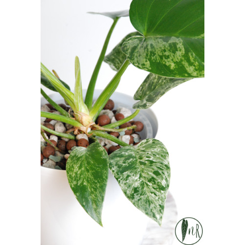Philodendron giganteum...