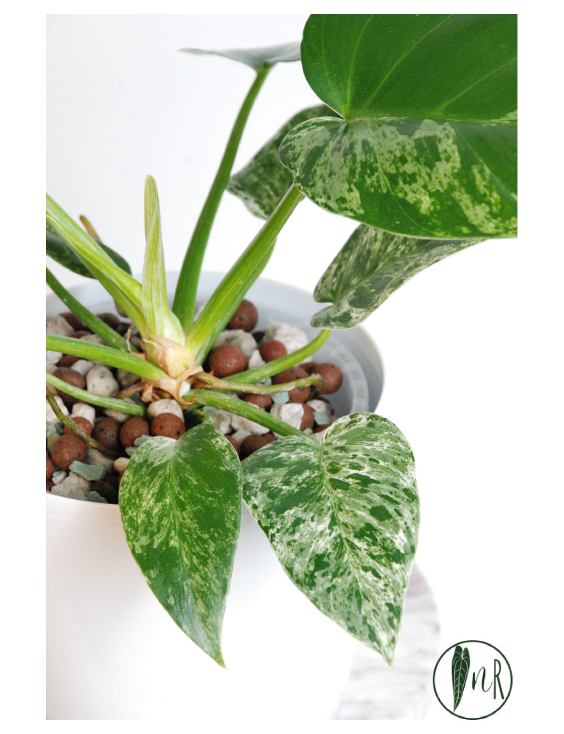 Philodendron giganteum variegata