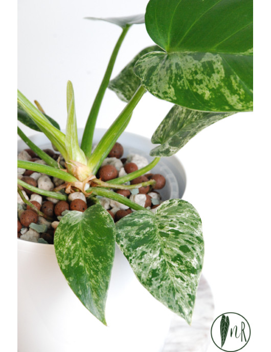 Philodendron giganteum variegata