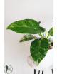 Philodendron giganteum variegata