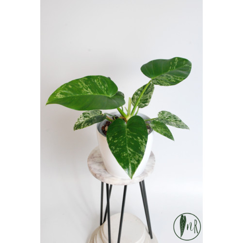 Philodendron giganteum variegata