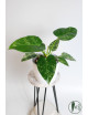 Philodendron giganteum variegata