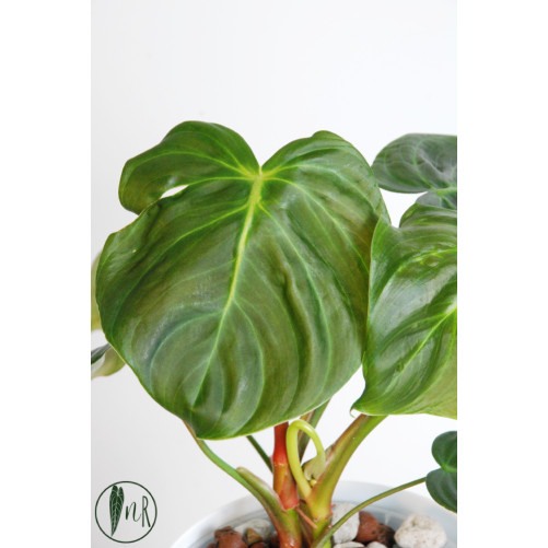 Philodendron celebration...
