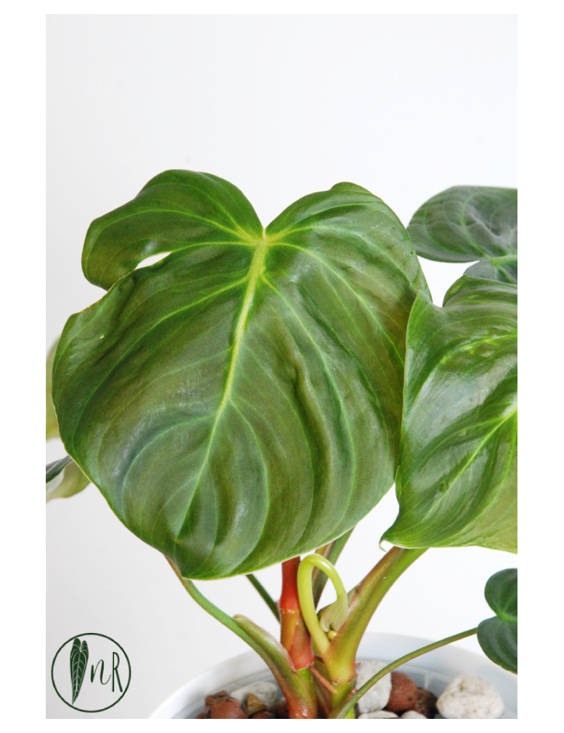 Philodendron celebration (el choco red x pastazanum)