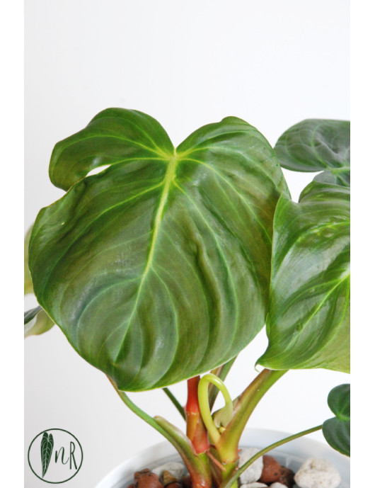Philodendron celebration (el choco red x pastazanum)