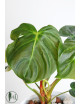 Philodendron celebration (el choco red x pastazanum)