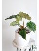 Philodendron celebration (el choco red x pastazanum)