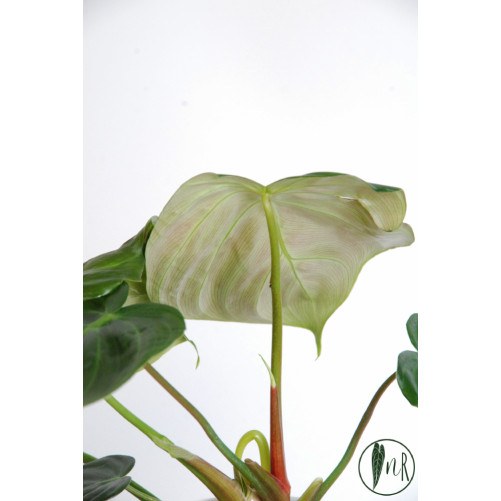 Philodendron celebration (el choco red x pastazanum)