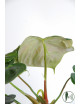 Philodendron celebration (el choco red x pastazanum)