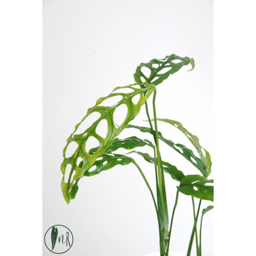 Monstera obliqua Peru