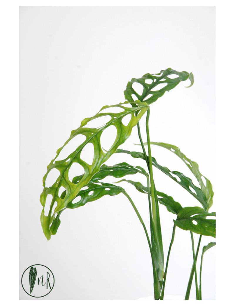 Monstera obliqua Peru