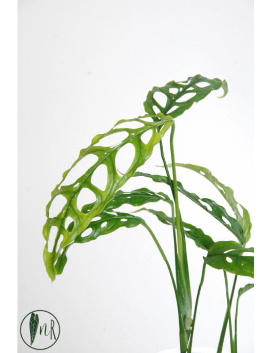 Monstera obliqua Peru