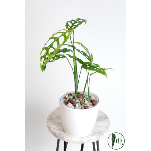 Monstera obliqua Peru