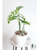 Monstera obliqua Peru