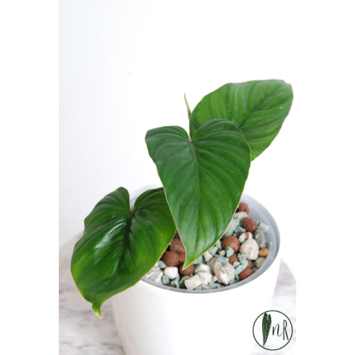 Philodendron mamei green