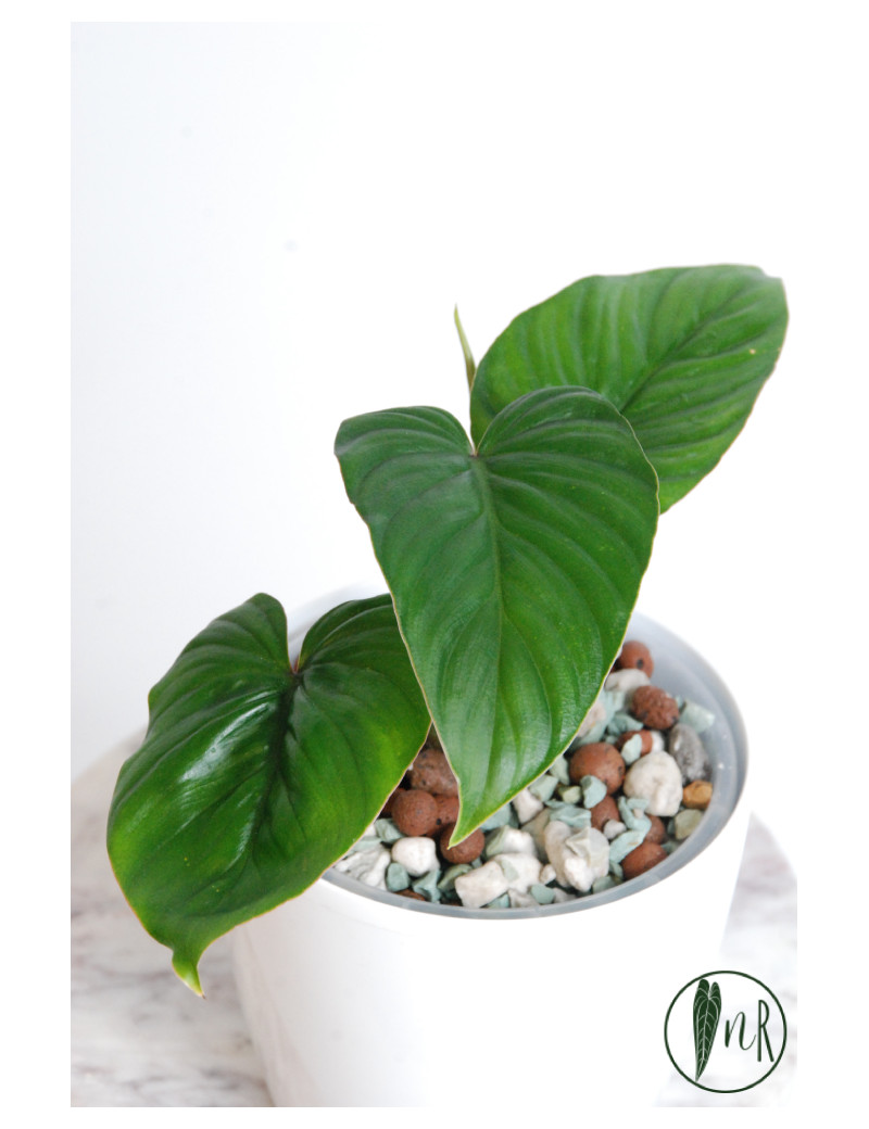 Philodendron mamei green