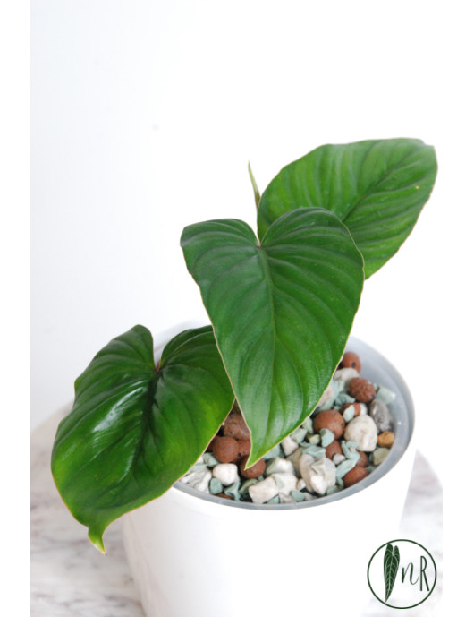Philodendron mamei green