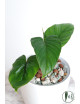 Philodendron mamei green
