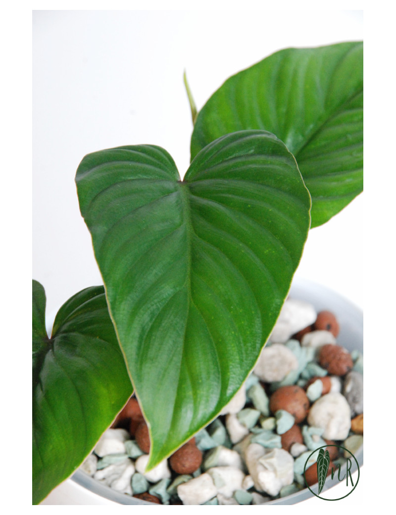  Philodendron mamei green Bildidee 