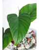 Philodendron mamei green