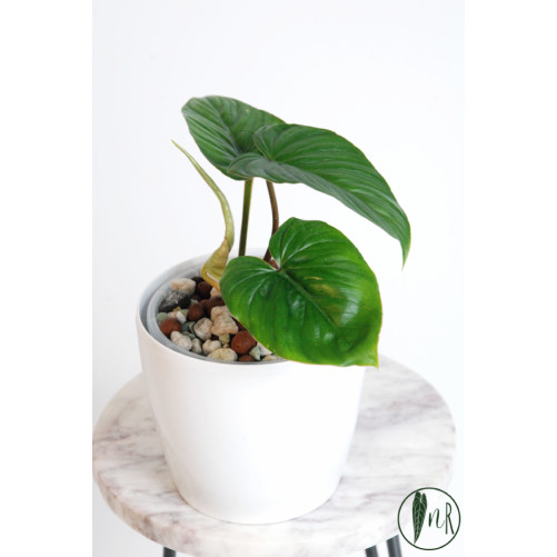 Philodendron mamei green