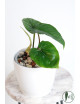 Philodendron mamei green
