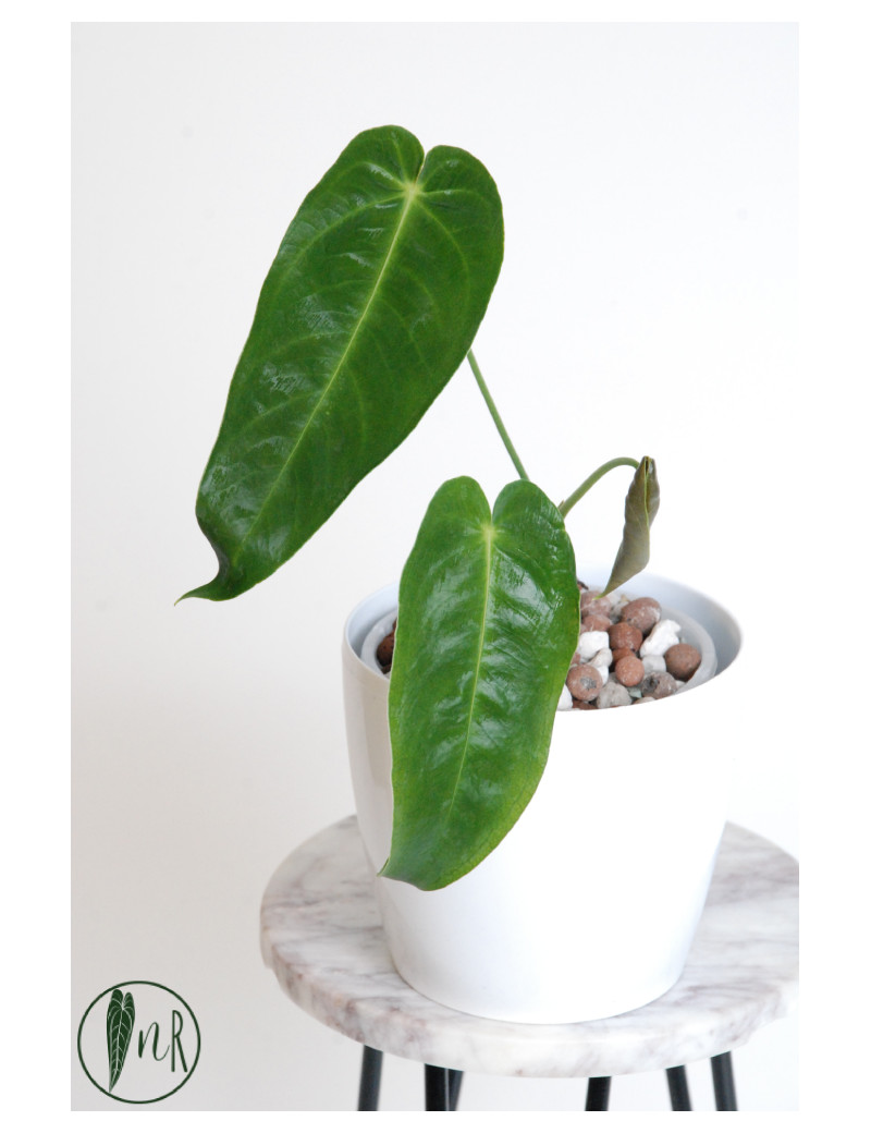 Anthurium cirinoi velvet