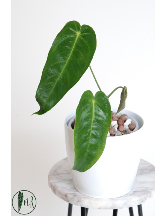 Anthurium cirinoi velvet