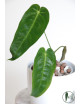 Anthurium cirinoi velvet