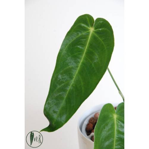 Anthurium cirinoi velvet