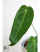 Anthurium cirinoi velvet