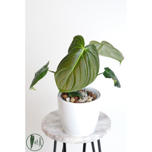 Philodendron celebration...