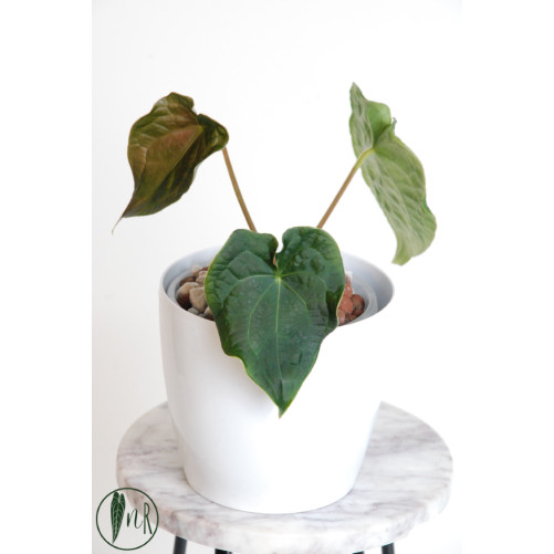 Anthurium forgetii x...