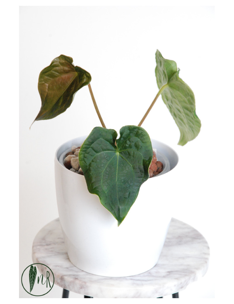 Anthurium forgetii x luxurians (David Portilla dreams)