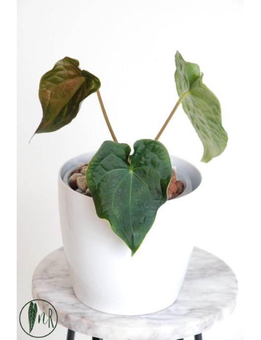Anthurium forgetii x...