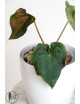 Anthurium forgetii x luxurians (David Portilla dreams)