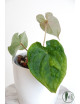 Anthurium forgetii x luxurians (David Portilla dreams)