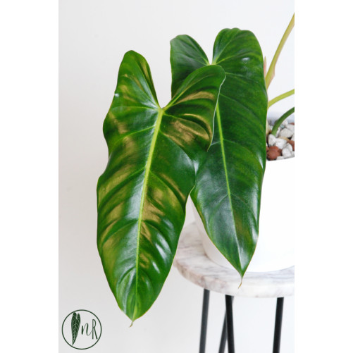 Philodendron esmeralda...