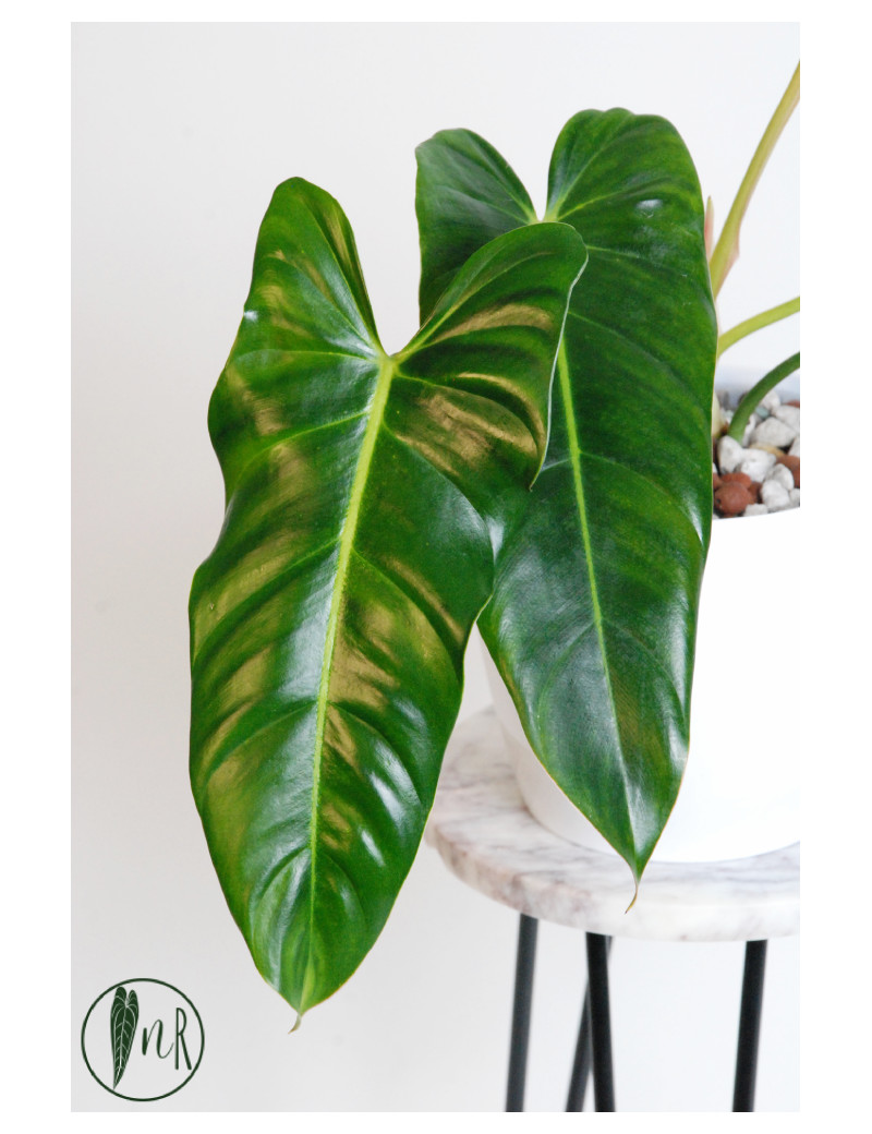 Philodendron esmeralda spirit narrow