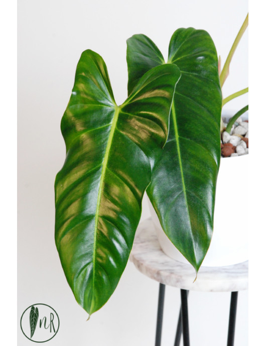 Philodendron esmeralda spirit narrow