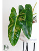 Philodendron esmeralda spirit narrow