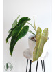 Philodendron esmeralda spirit narrow
