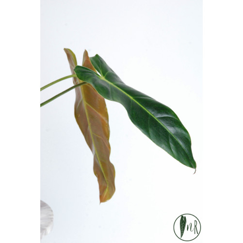 Philodendron esmeralda spirit narrow