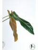 Philodendron esmeralda spirit narrow