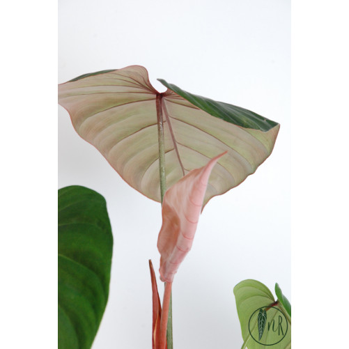 Philodendron Pink Glory