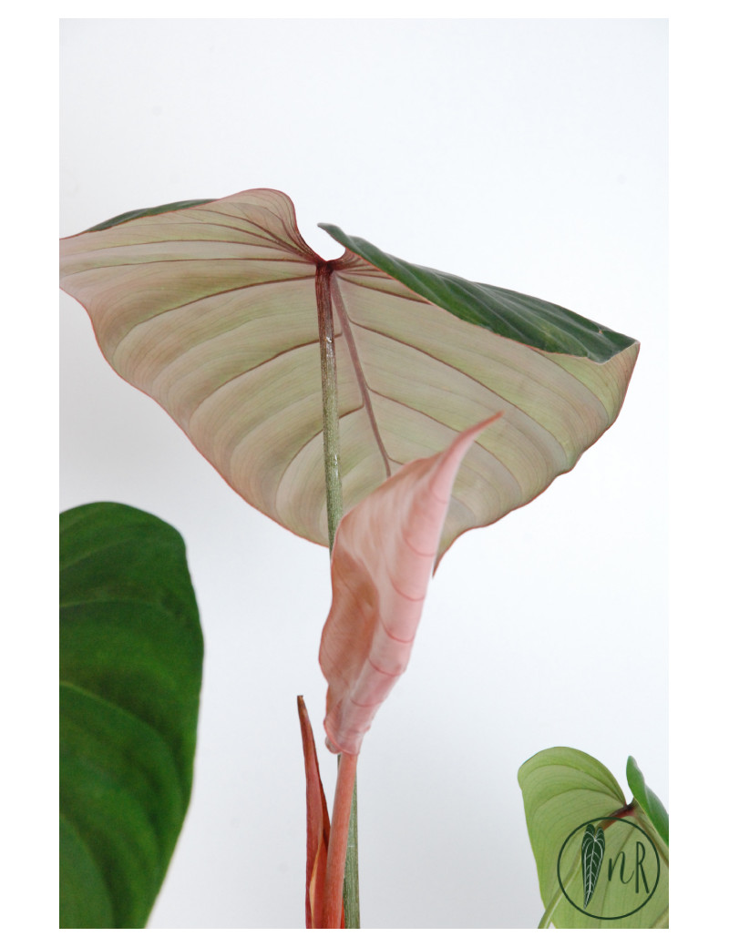 Philodendron Pink Glory