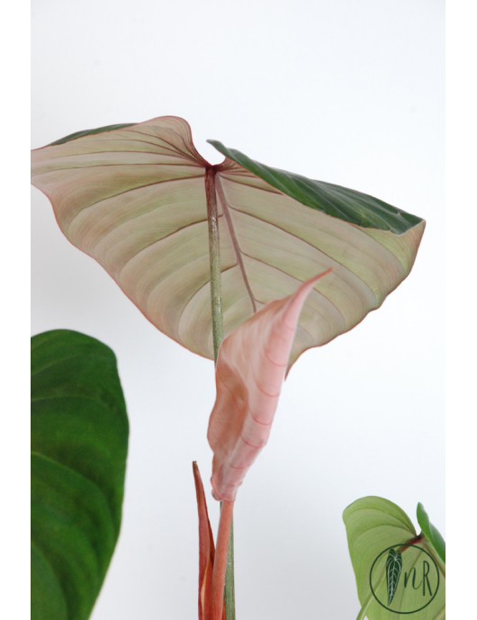Philodendron Pink Glory