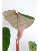 Philodendron Pink Glory