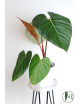 Philodendron Pink Glory